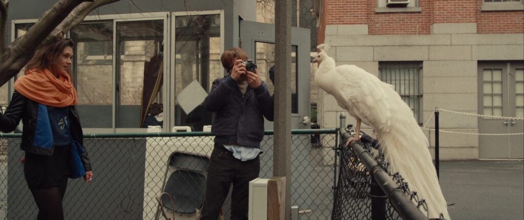 Fotografiando al pavo real albino
